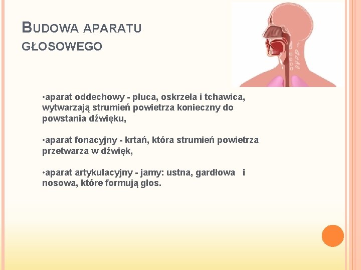 BUDOWA APARATU GŁOSOWEGO • aparat oddechowy - płuca, oskrzela i tchawica, wytwarzają strumień powietrza