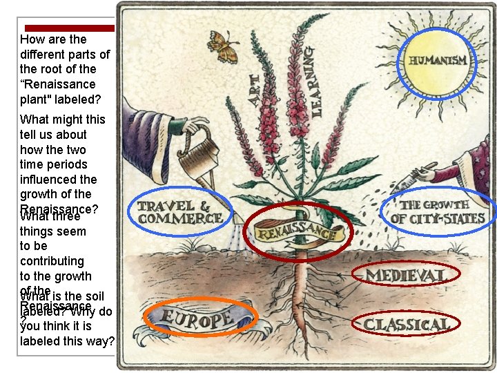 How are the different parts of the root of the “Renaissance plant" labeled? What