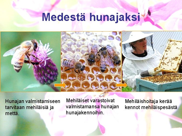 Medestä hunajaksi Hunajan valmistamiseen tarvitaan mehiläisiä ja mettä. Mehiläiset varastoivat valmistamansa hunajan hunajakennoihin. Mehiläishoitaja