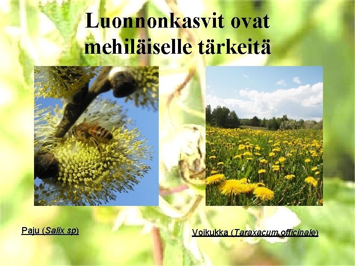 Luonnonkasvit ovat mehiläiselle tärkeitä Paju (Salix sp) Voikukka (Taraxacum officinale) 