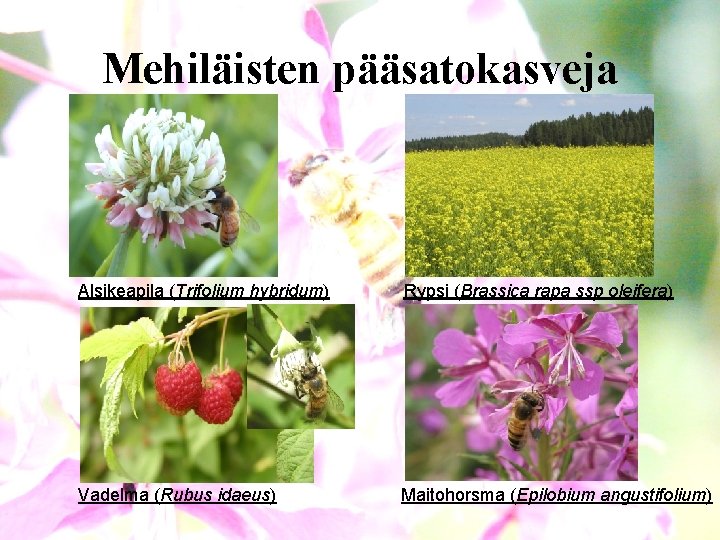 Mehiläisten pääsatokasveja Alsikeapila (Trifolium hybridum) Rypsi (Brassica rapa ssp oleifera) Vadelma (Rubus idaeus) Maitohorsma