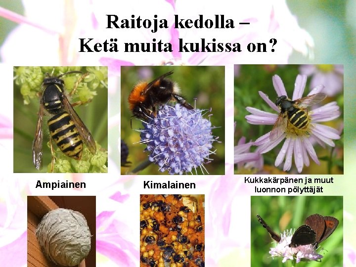 Raitoja kedolla – Ketä muita kukissa on? Ampiainen Kimalainen Kukkakärpänen ja muut luonnon pölyttäjät