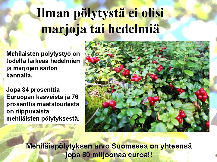 Ilman pölytystä ei olisi marjoja tai hedelmiä Mehiläisten pölytystyö on todella tärkeää hedelmien ja