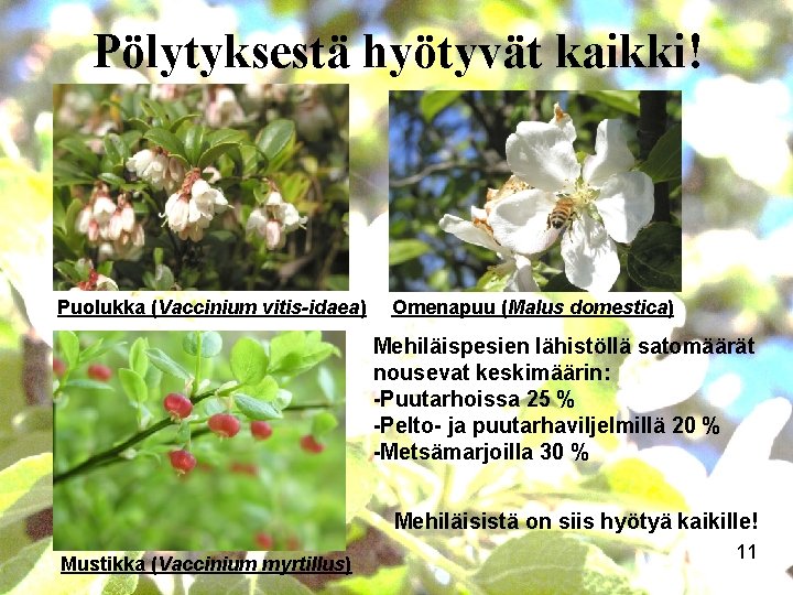 Pölytyksestä hyötyvät kaikki! Puolukka (Vaccinium vitis-idaea) Omenapuu (Malus domestica) Mehiläispesien lähistöllä satomäärät nousevat keskimäärin: