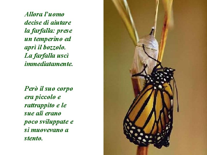 Allora l’uomo decise di aiutare la farfalla: prese un temperino ed aprì il bozzolo.