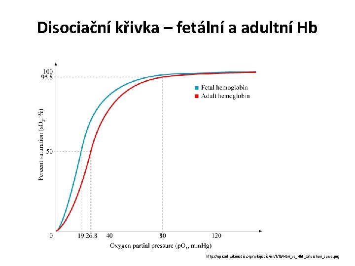 Disociační křivka – fetální a adultní Hb http: //upload. wikimedia. org/wikipedia/en/f/fb/Hb. A_vs_Hb. F_saturation_curve. png