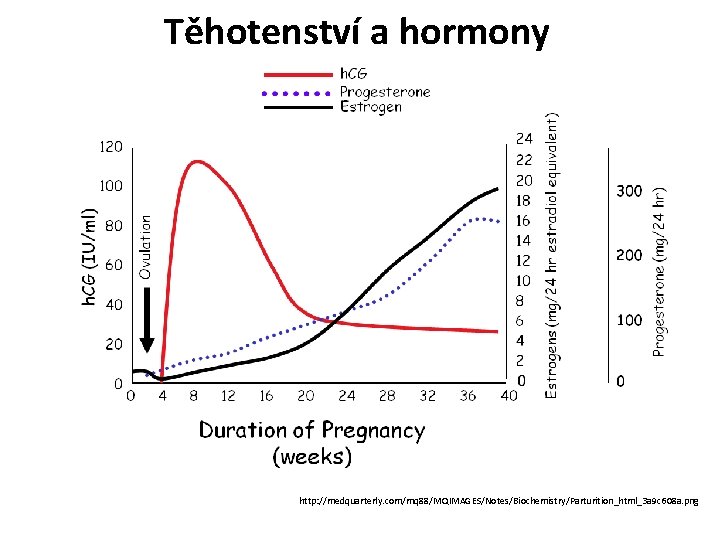 Těhotenství a hormony http: //medquarterly. com/mq 88/MQIMAGES/Notes/Biochemistry/Parturition_html_3 a 9 c 608 a. png 