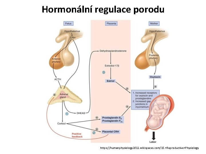 Hormonální regulace porodu https: //humanphysiology 2011. wikispaces. com/15. +Reproductive+Physiology 