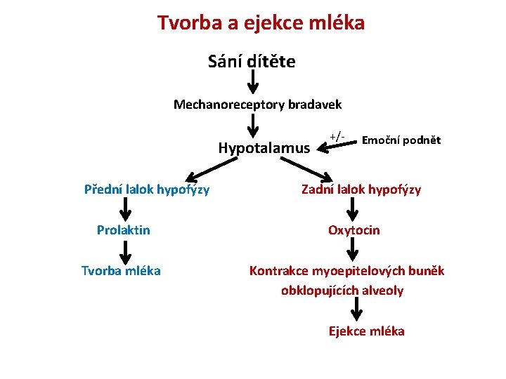 Tvorba a ejekce mléka Sání dítěte Mechanoreceptory bradavek Hypotalamus Přední lalok hypofýzy Prolaktin Tvorba