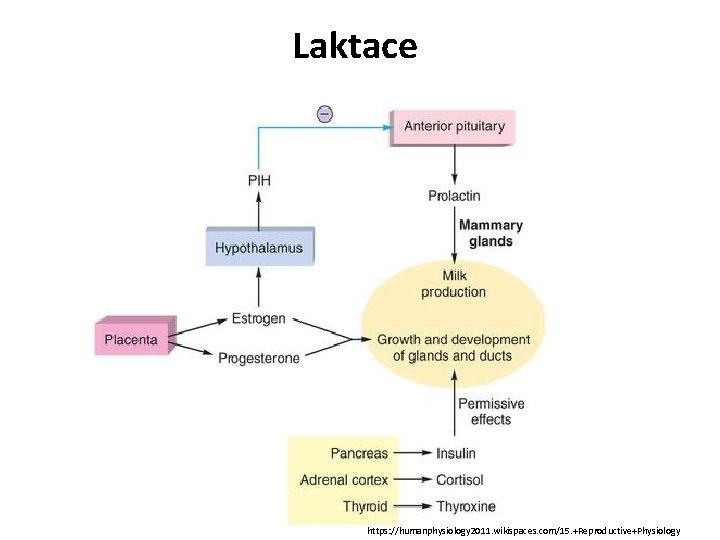 Laktace https: //humanphysiology 2011. wikispaces. com/15. +Reproductive+Physiology 