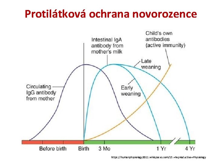 Protilátková ochrana novorozence https: //humanphysiology 2011. wikispaces. com/15. +Reproductive+Physiology 