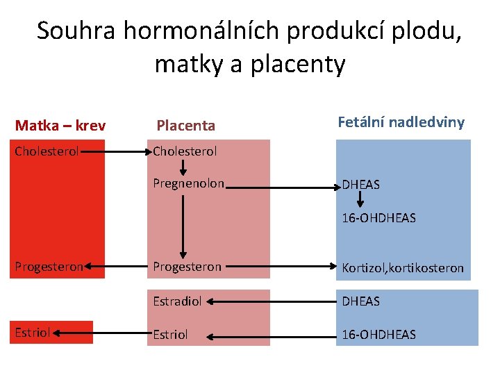 Souhra hormonálních produkcí plodu, matky a placenty Matka – krev Placenta Cholesterol Pregnenolon Fetální