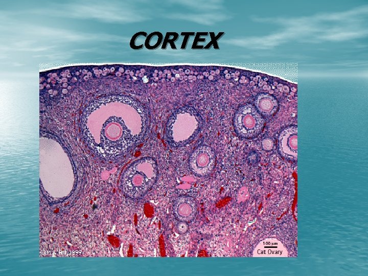 CORTEX 