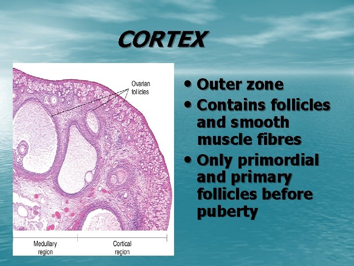 CORTEX • Outer zone • Contains follicles and smooth muscle fibres • Only primordial