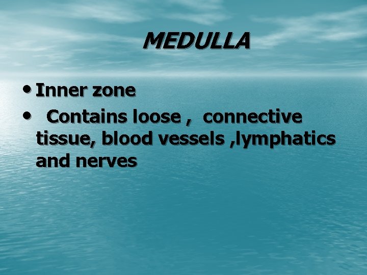 MEDULLA • Inner zone • Contains loose , connective tissue, blood vessels , lymphatics