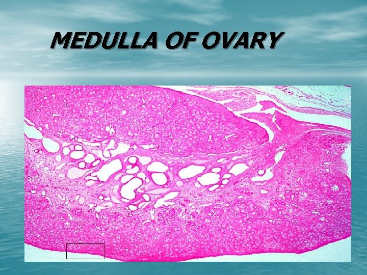 MEDULLA OF OVARY 