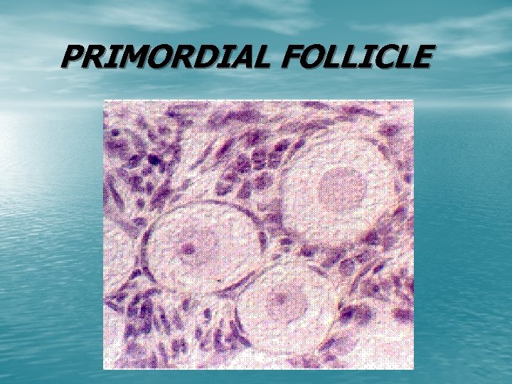 PRIMORDIAL FOLLICLE 