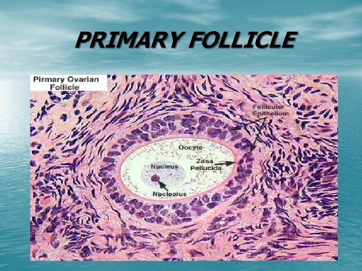 PRIMARY FOLLICLE 