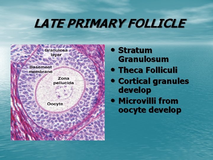 LATE PRIMARY FOLLICLE • Stratum • • • Granulosum Theca Folliculi Cortical granules develop