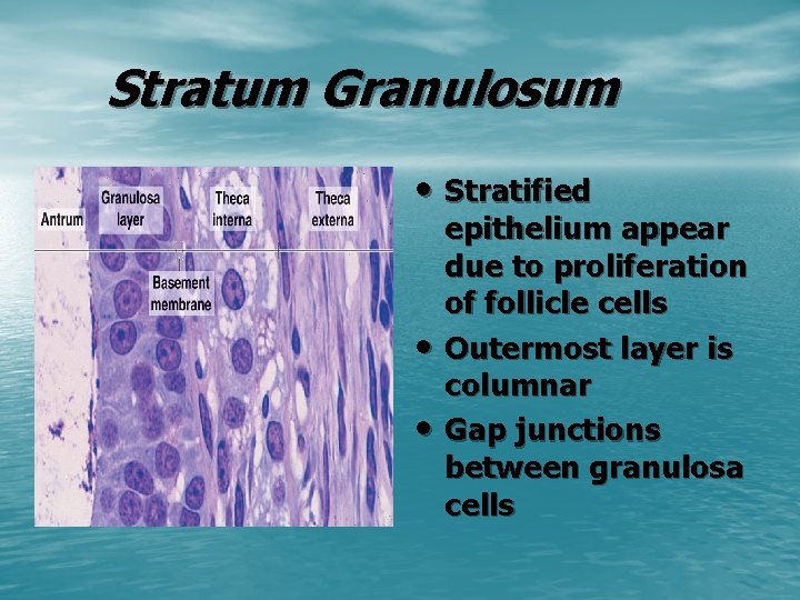 Stratum Granulosum • Stratified • • epithelium appear due to proliferation of follicle cells