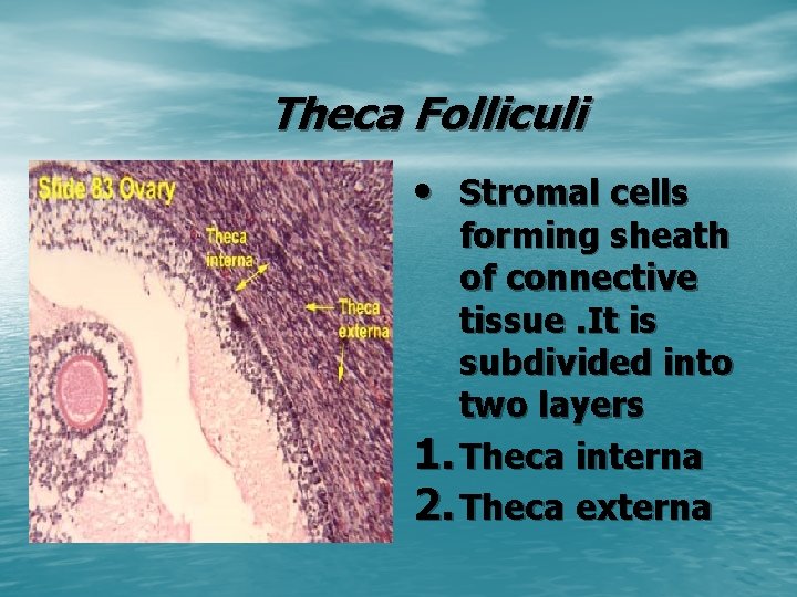 Theca Folliculi • Stromal cells forming sheath of connective tissue. It is subdivided into