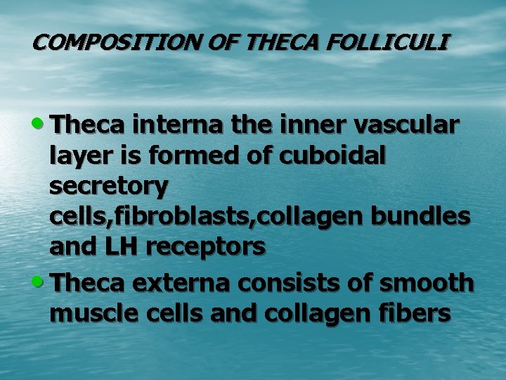 COMPOSITION OF THECA FOLLICULI • Theca interna the inner vascular layer is formed of