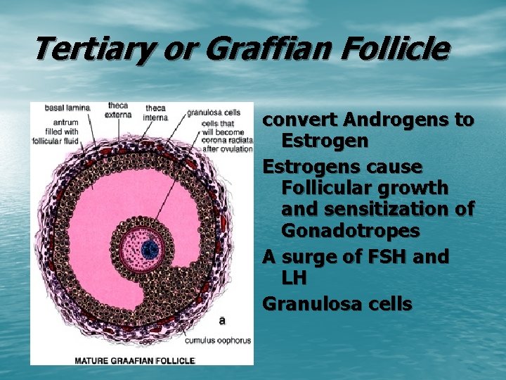 Tertiary or Graffian Follicle convert Androgens to Estrogens cause Follicular growth and sensitization of