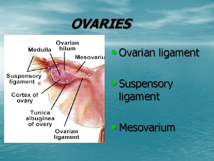 OVARIES • Ovarian ligament • Suspensory ligament • Mesovarium 