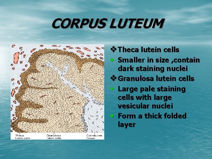 CORPUS LUTEUM v Theca lutein cells • Smaller in size , contain dark staining