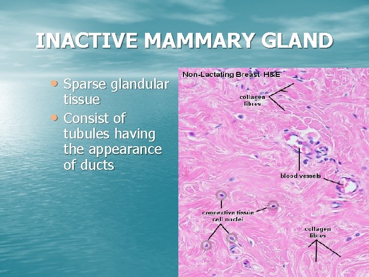 INACTIVE MAMMARY GLAND • Sparse glandular • tissue Consist of tubules having the appearance