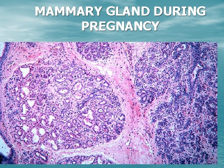 MAMMARY GLAND DURING PREGNANCY 