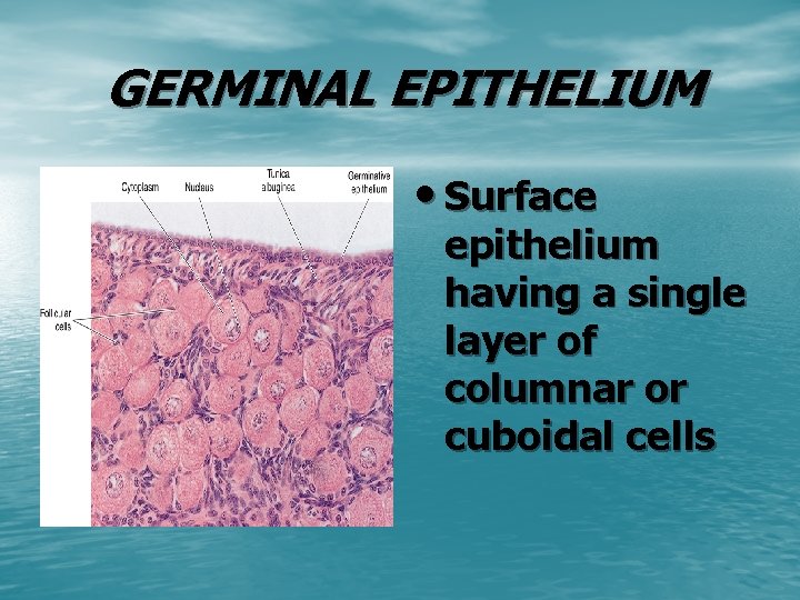 GERMINAL EPITHELIUM • Surface epithelium having a single layer of columnar or cuboidal cells