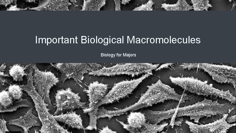 Important Biological Macromolecules Biology for Majors 