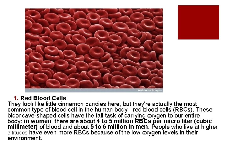 1. Red Blood Cells They look like little cinnamon candies here, but they're actually