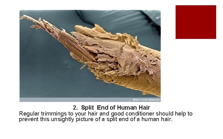2. Split End of Human Hair Regular trimmings to your hair and good conditioner