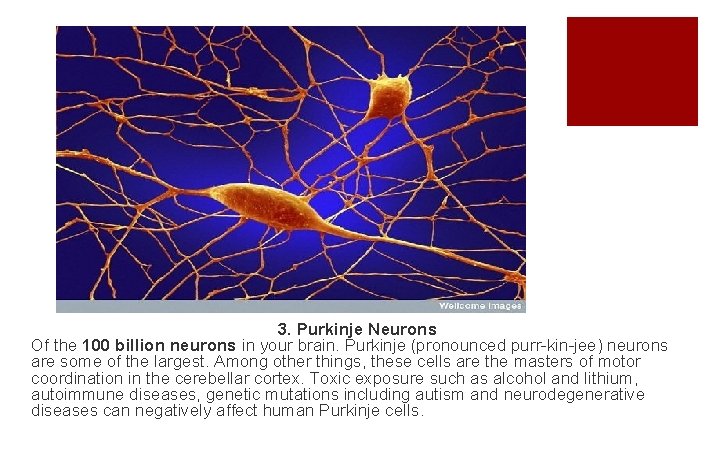 3. Purkinje Neurons Of the 100 billion neurons in your brain. Purkinje (pronounced purr-kin-jee)