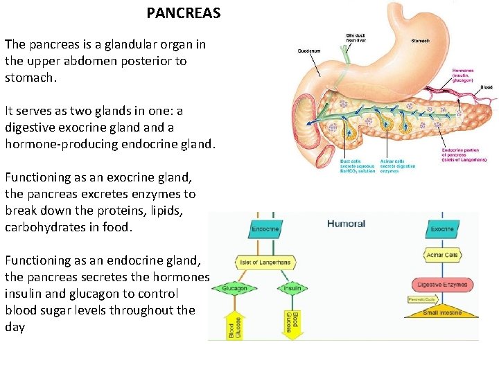 PANCREAS The pancreas is a glandular organ in the upper abdomen posterior to stomach.