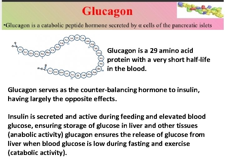 Glucagon is a 29 amino acid protein with a very short half-life in the