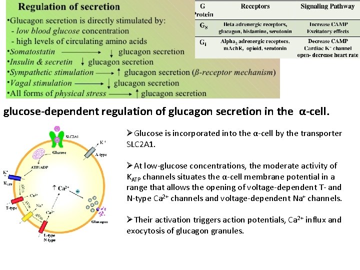 glucose-dependent regulation of glucagon secretion in the α-cell. ØGlucose is incorporated into the α‐cell