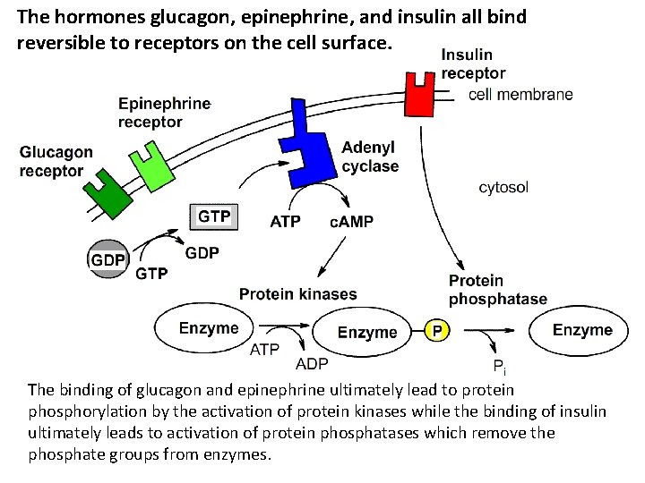 The hormones glucagon, epinephrine, and insulin all bind reversible to receptors on the cell