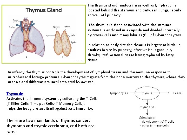 The thymus gland (endocrine as well as lymphatic) is located behind the sternum and