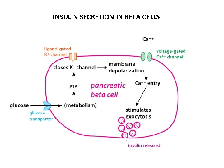 INSULIN SECRETION IN BETA CELLS 