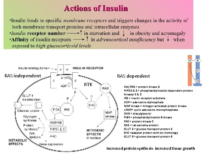 RAS independent RAS dependent RTK Akt/PKB = protein kinase B PIPD 1 & 2