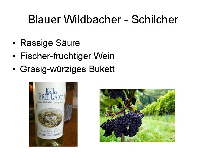 Blauer Wildbacher - Schilcher • Rassige Säure • Fischer-fruchtiger Wein • Grasig-würziges Bukett 