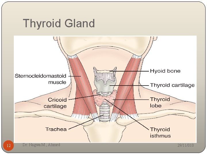 Thyroid Gland 12 Dr: Nagwa M. , Ahmed 29/11/010 