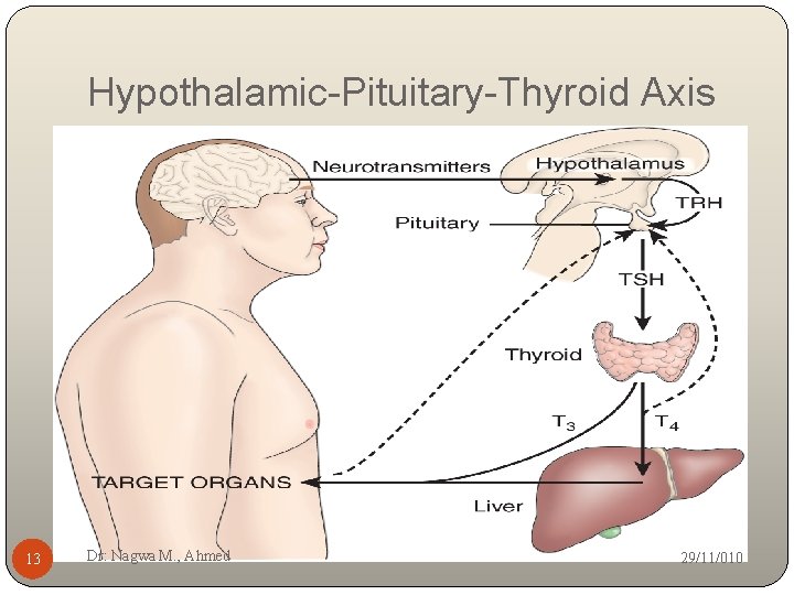 Hypothalamic-Pituitary-Thyroid Axis 13 Dr: Nagwa M. , Ahmed 29/11/010 