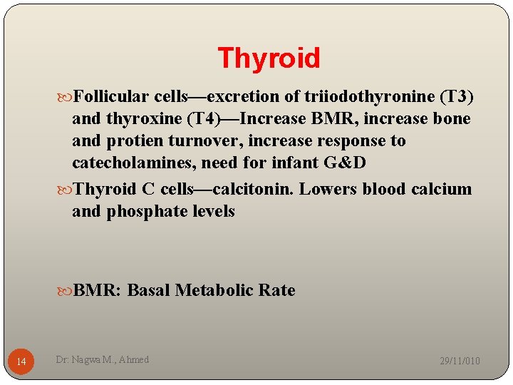 Thyroid Follicular cells—excretion of triiodothyronine (T 3) and thyroxine (T 4)—Increase BMR, increase bone