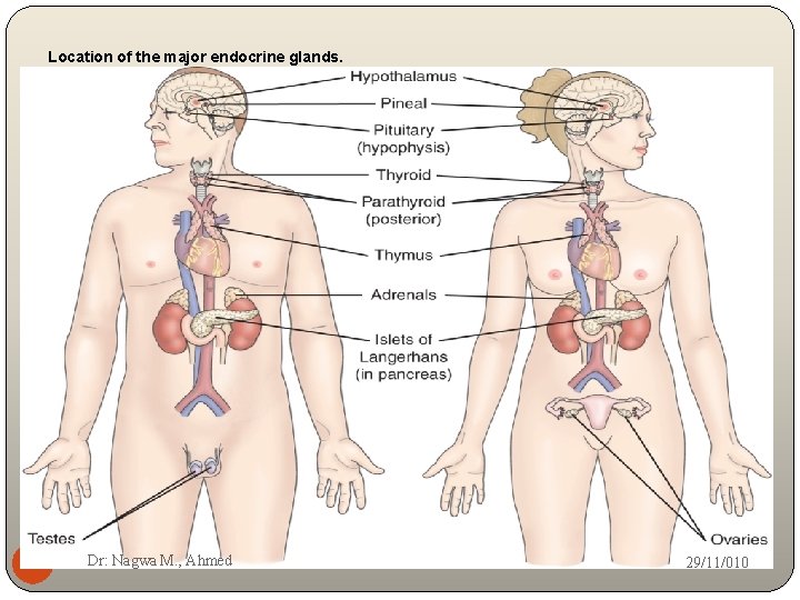 Location of the major endocrine glands. 3 Dr: Nagwa M. , Ahmed 29/11/010 