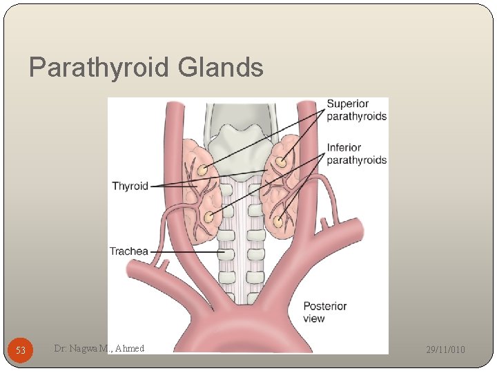Parathyroid Glands 53 Dr: Nagwa M. , Ahmed 29/11/010 