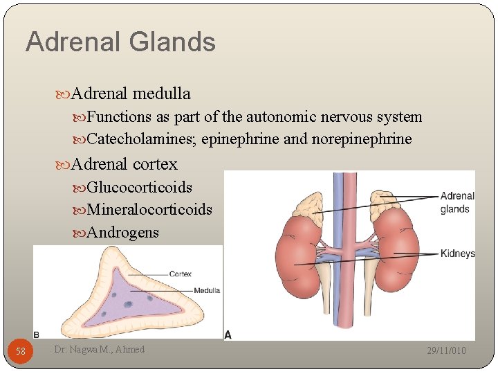 Adrenal Glands Adrenal medulla Functions as part of the autonomic nervous system Catecholamines; epinephrine